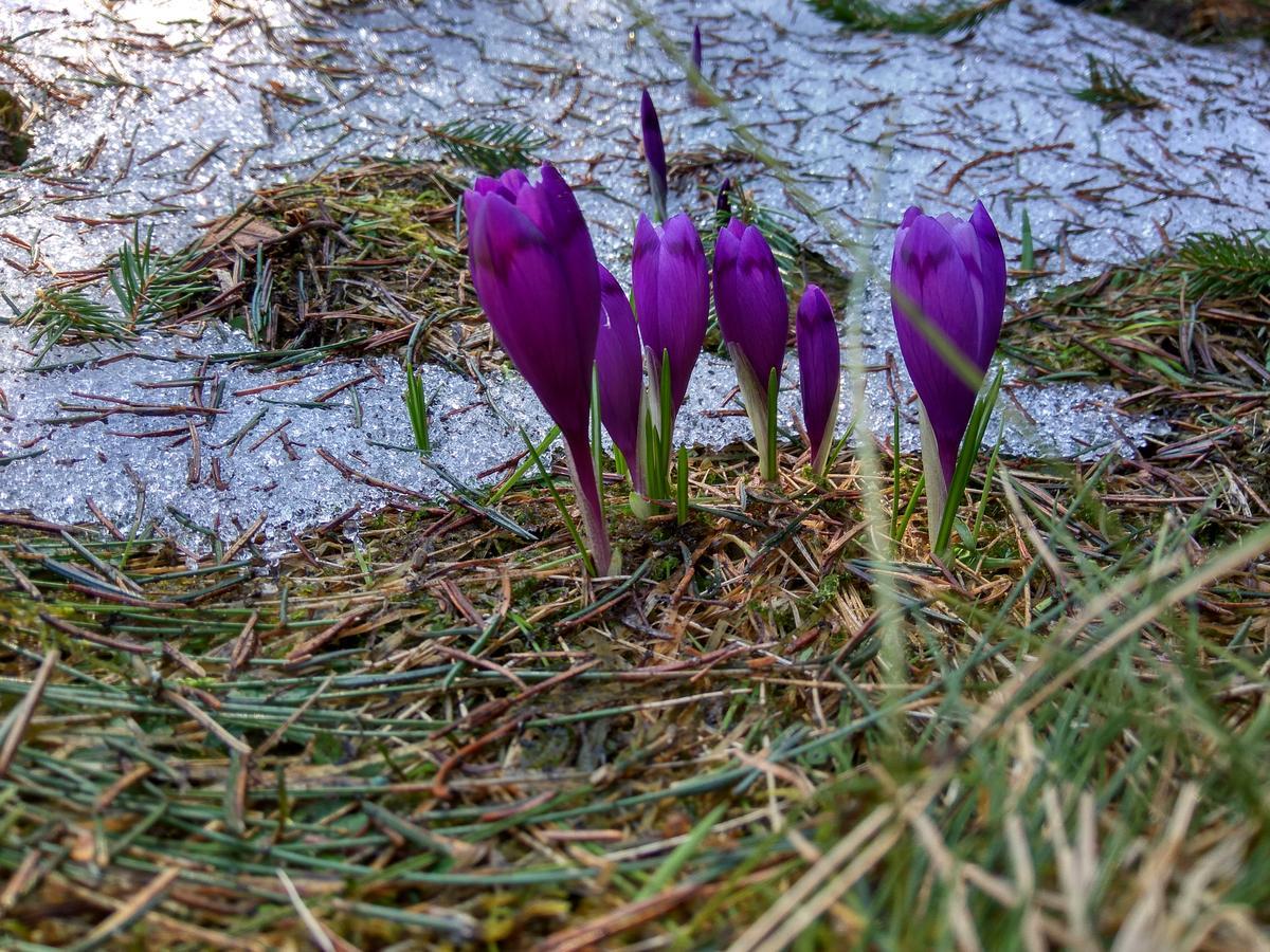 Sadyba Lileya Verchovyna Exteriör bild